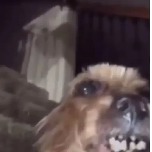 Figurinha de Memes animados ✨️ (23 de 24)