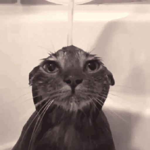 Figurinha de Memes de gatitos para WhatsApp (1 de 21)