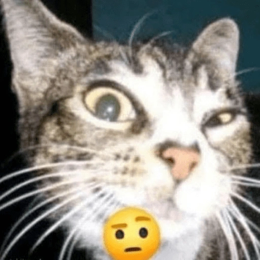 Figurinha de Memes de gatitos para WhatsApp (2 de 21)