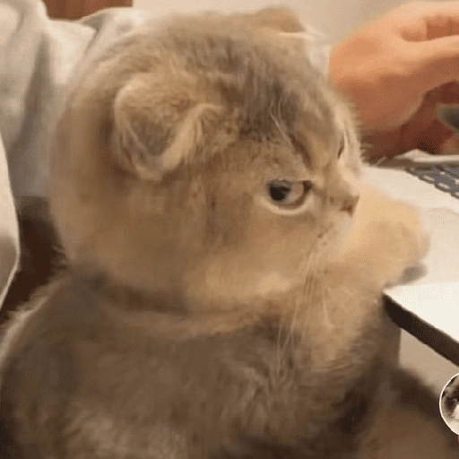 Figurinha de Memes de gatitos para WhatsApp (4 de 21)