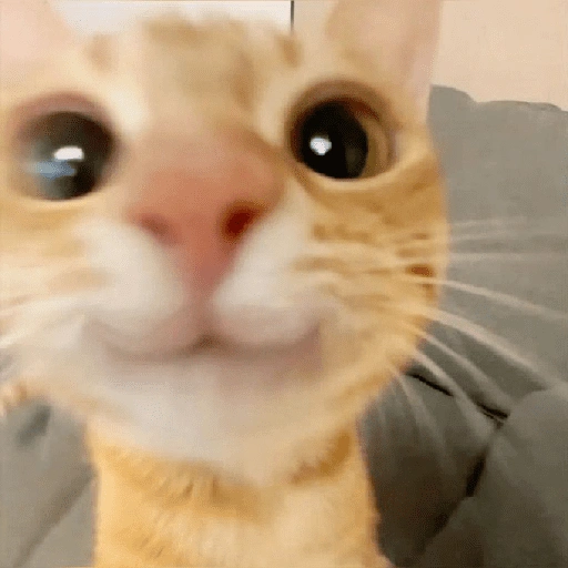 Figurinha de Memes de gatitos para WhatsApp (7 de 21)