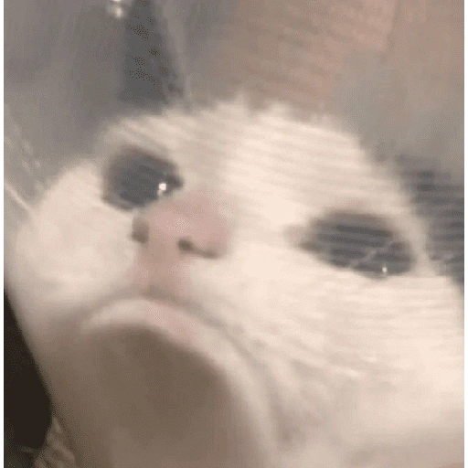 Figurinha de Memes de gatitos para WhatsApp (8 de 21)