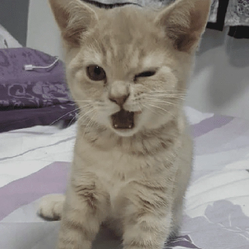 Figurinha de Memes de gatitos para WhatsApp (9 de 21)