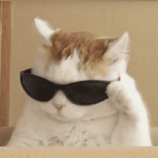 Figurinha de Memes de gatitos para WhatsApp (11 de 21)