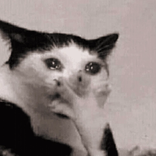 Figurinha de Memes de gatitos para WhatsApp (13 de 21)