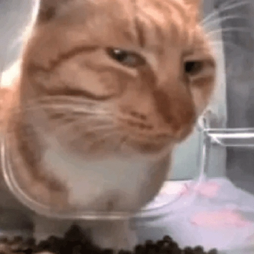 Figurinha de Memes de gatitos para WhatsApp (15 de 21)
