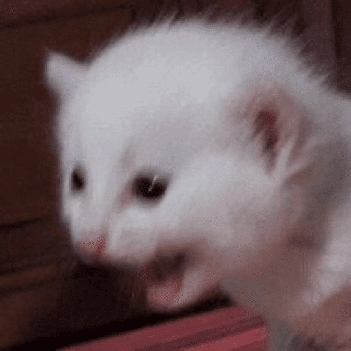 Figurinha de Memes de gatitos para WhatsApp (16 de 21)