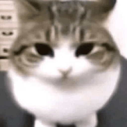 Figurinha de Memes de gatitos para WhatsApp (17 de 21)