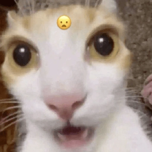 Figurinha de Memes de gatitos para WhatsApp (19 de 21)
