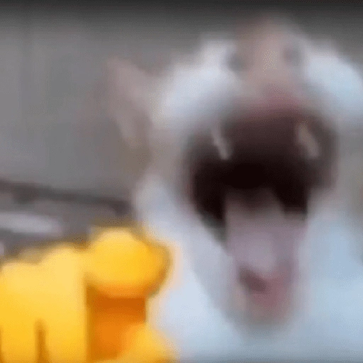 Figurinha de Memes de gatitos para WhatsApp (21 de 21)