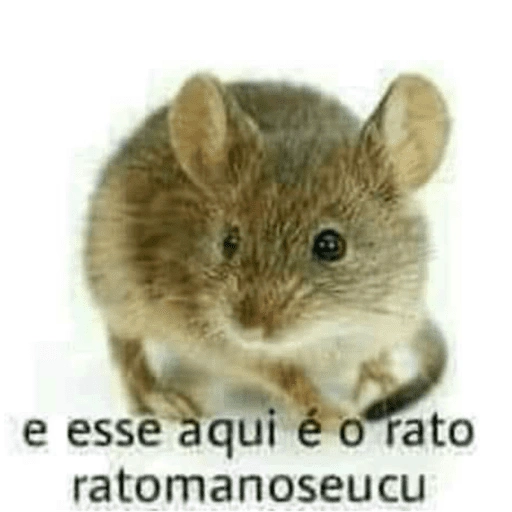 Figurinha de Memes diversos para WhatsApp (7 de 15)