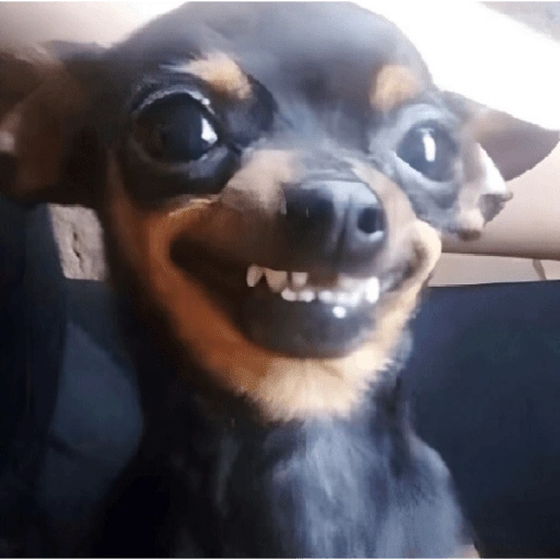 Figurinha de MEMES DO TIK TOK 🎥 para WhatsApp (12 de 15)