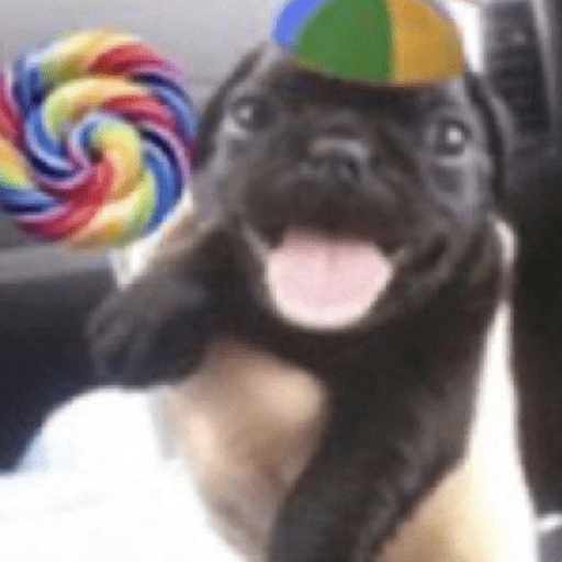 Figurinha de memes floptok para WhatsApp (13 de 29)