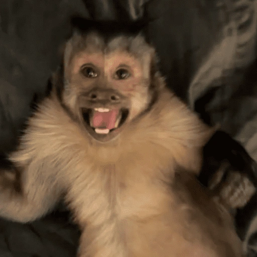 Figurinha de memes macaco | mono | monkey para WhatsApp (2 de 15)