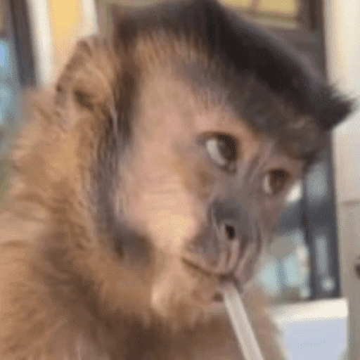 Figurinha de memes macaco | mono | monkey para WhatsApp (3 de 15)