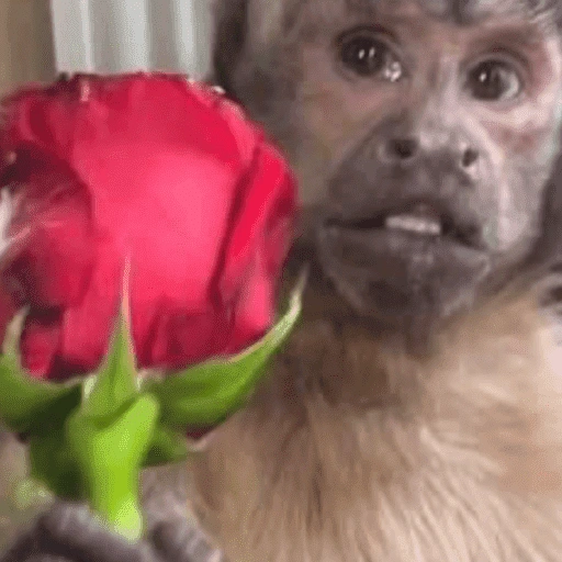 Figurinha de memes macaco | mono | monkey para WhatsApp (4 de 15)