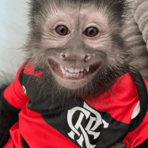 Figurinha de memes macaco | mono | monkey para WhatsApp (5 de 15)