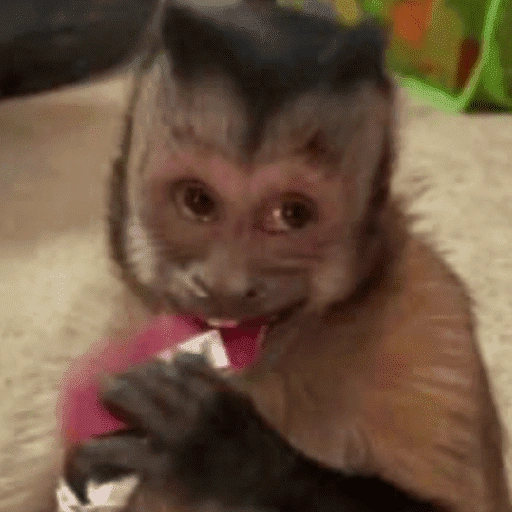 Figurinha de memes macaco | mono | monkey para WhatsApp (6 de 15)