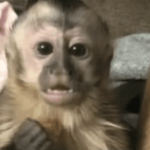 Figurinha de memes macaco | mono | monkey para WhatsApp (7 de 15)