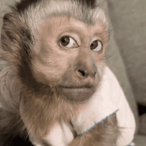 Figurinha de memes macaco | mono | monkey para WhatsApp (8 de 15)
