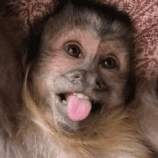 Figurinha de memes macaco | mono | monkey para WhatsApp (9 de 15)