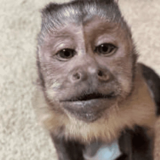 Figurinha de memes macaco | mono | monkey para WhatsApp (10 de 15)