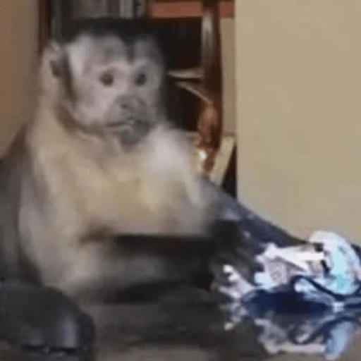 Figurinha de memes macaco | mono | monkey para WhatsApp (11 de 15)