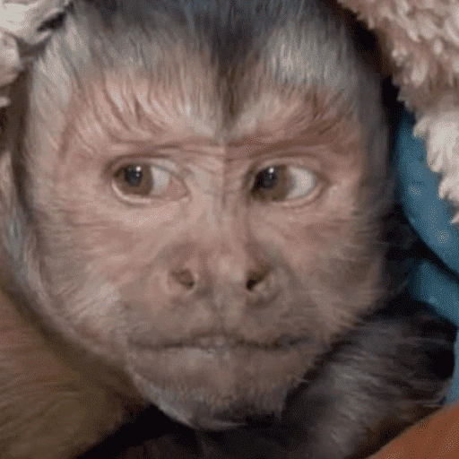 Figurinha de memes macaco | mono | monkey para WhatsApp (12 de 15)
