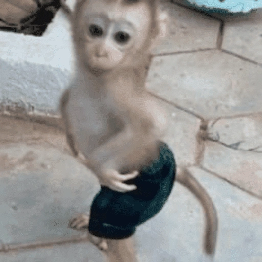 Figurinha de memes macaco | mono | monkey para WhatsApp (13 de 15)