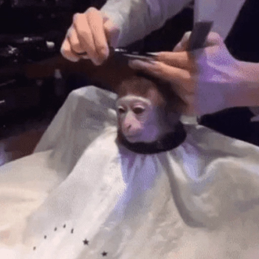 Figurinha de memes macaco | mono | monkey para WhatsApp (14 de 15)