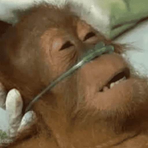 Figurinha de memes macaco | mono | monkey para WhatsApp (15 de 15)