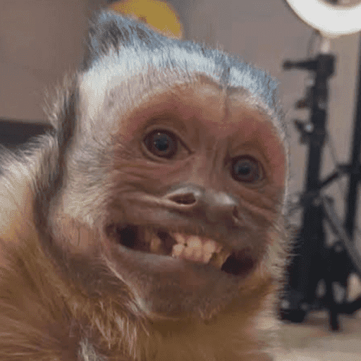 Figurinhas de memes macaco | mono | monkey para WhatsApp