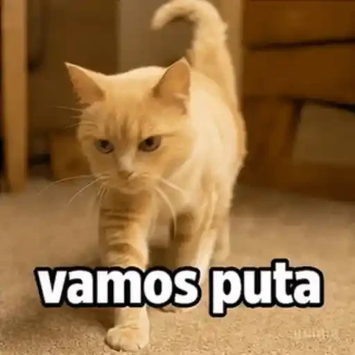 Figurinha de memes pra semana cat gif🐱 (9 de 9)