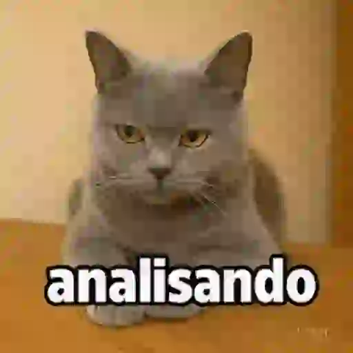 Figurinhas de memes pra semana cat gif🐱 para WhatsApp