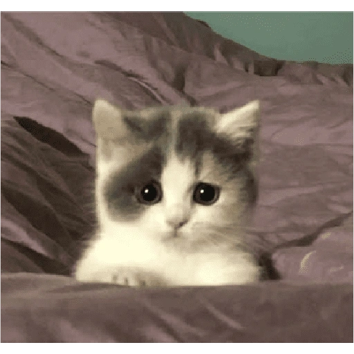 Figurinha de Michitos para enviar 😺💘🤭 (2 de 14)