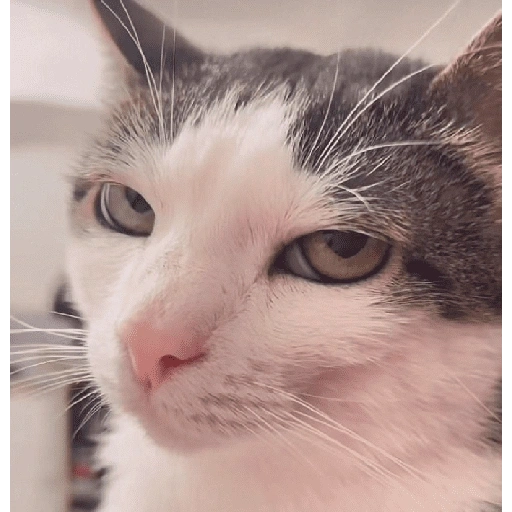Figurinha de Michitos para enviar 😺💘🤭 (5 de 14)