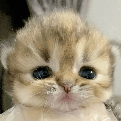 Figurinha de Michitos para enviar 😺💘🤭 (7 de 14)