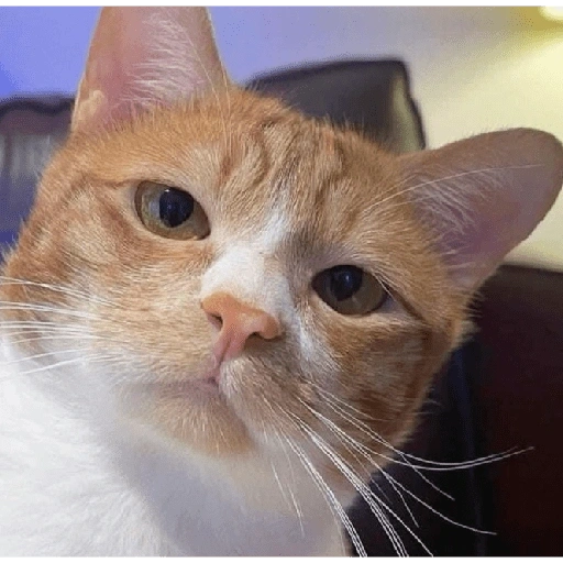 Figurinha de Michitos para enviar 😺💘🤭 (8 de 14)
