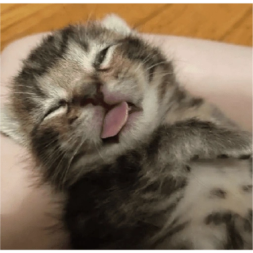 Figurinha de Michitos para enviar 😺💘🤭 (9 de 14)