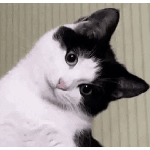 Figurinha de Michitos para enviar 😺💘🤭 (13 de 14)