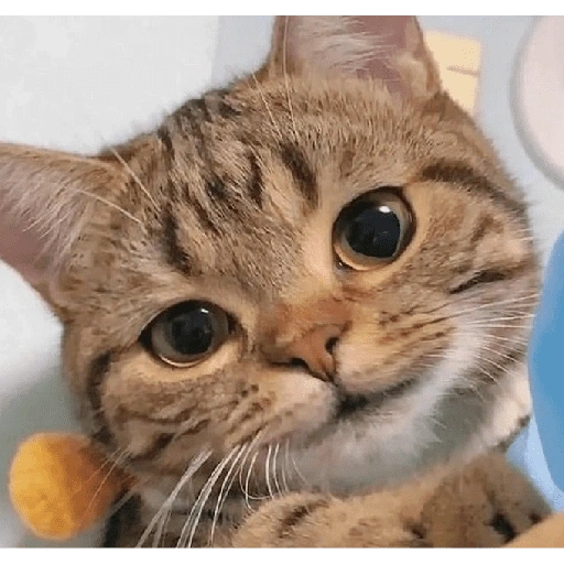 Figurinha de Michitos para enviar 😺💘🤭 (14 de 14)