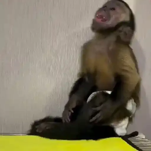Figurinha de Monitos Mov (3 de 12)