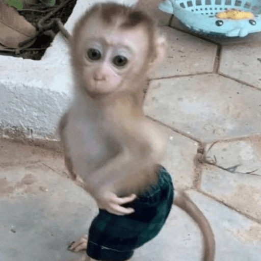 Figurinha de monkey | macaco 🐒 (2 de 17)