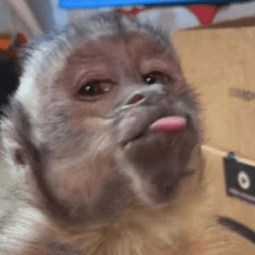 Figurinha de monkey | macaco 🐒 (4 de 17)