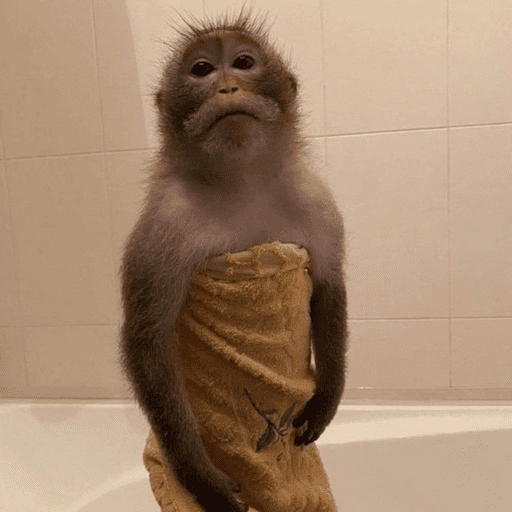 Figurinha de monkey | macaco 🐒 (12 de 17)