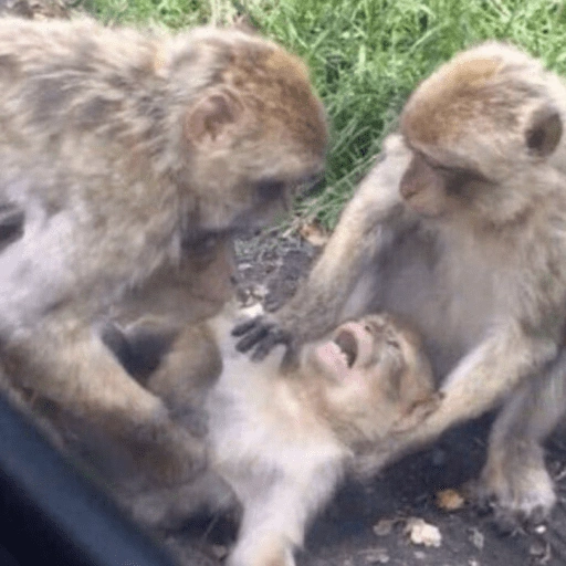 Figurinha de monkey | macaco 🐒 (16 de 17)