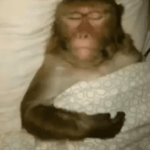 Figurinha de monkey para WhatsApp (2 de 12)