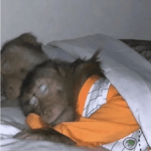 Figurinha de monkey para WhatsApp (3 de 12)