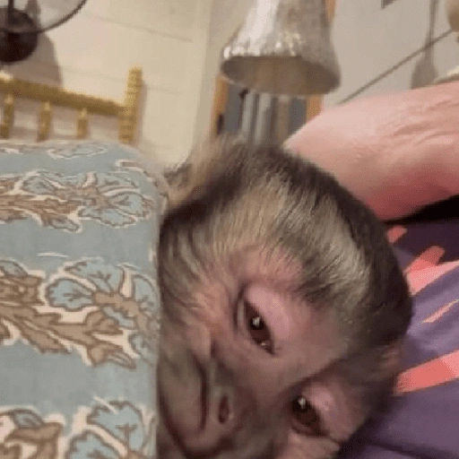 Figurinha de monkey para WhatsApp (5 de 12)