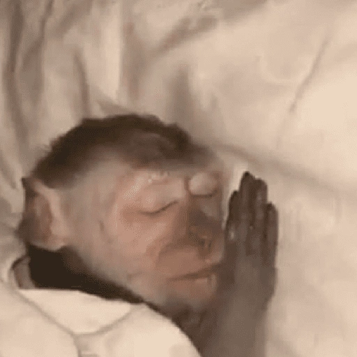Figurinha de monkey para WhatsApp (7 de 12)